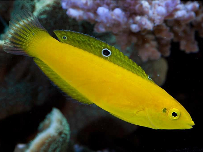 Halichoeres chrysus - Kanarien-Lippfisch