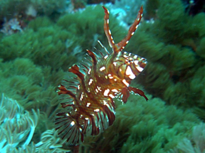 Novaculichthys taeniourus - Bäumchen-Lippfisch