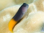 Ecsenius bicolor - zweifarbiger Schleimfisch