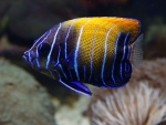 Pomacanthus navarchus - Traumkaiserfisch (juveline)